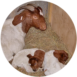 Expert goat breeders