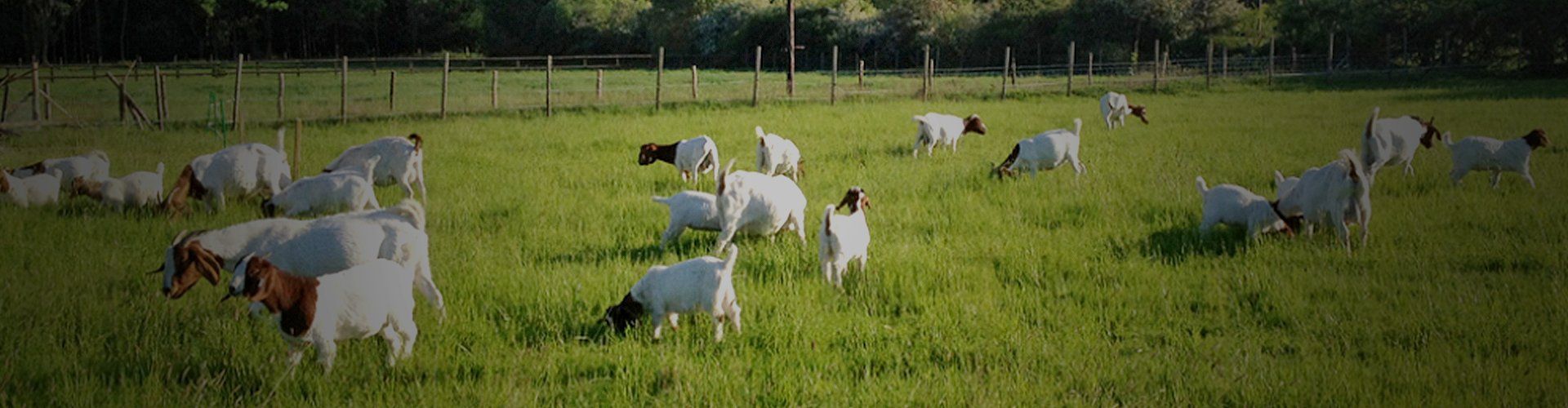 Pedigree Boer goats