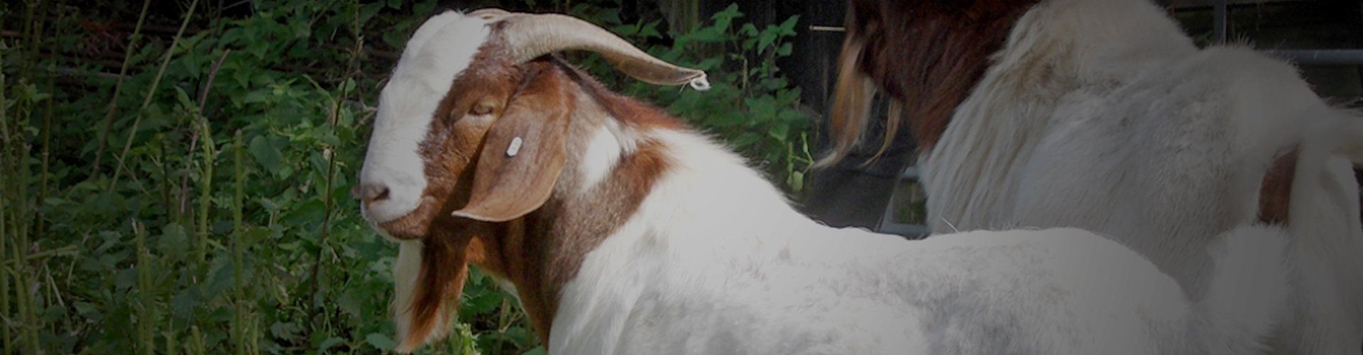 Pedigree Boer goats