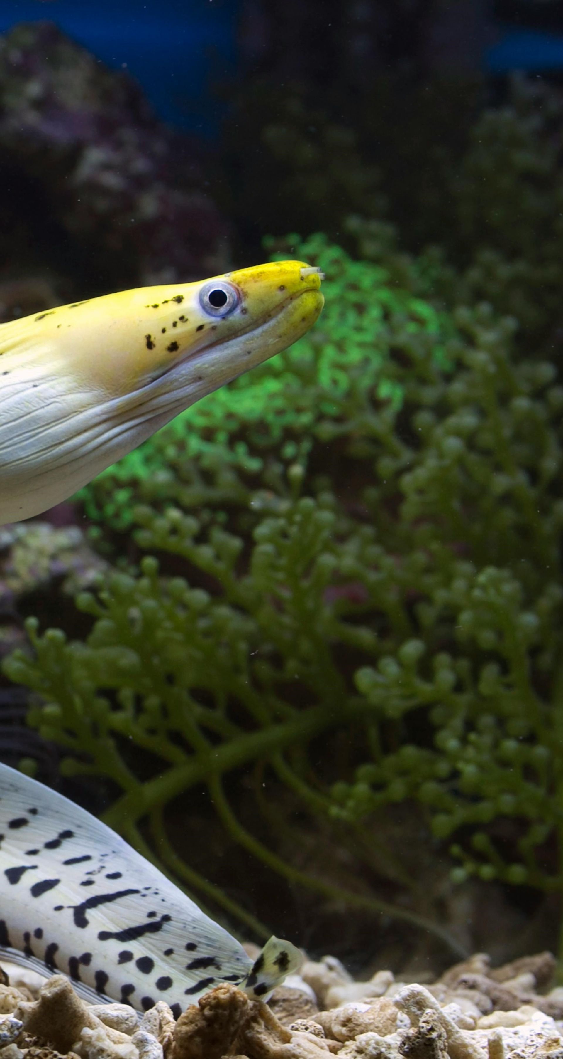 A yellow and white eel is swimming in a tank.