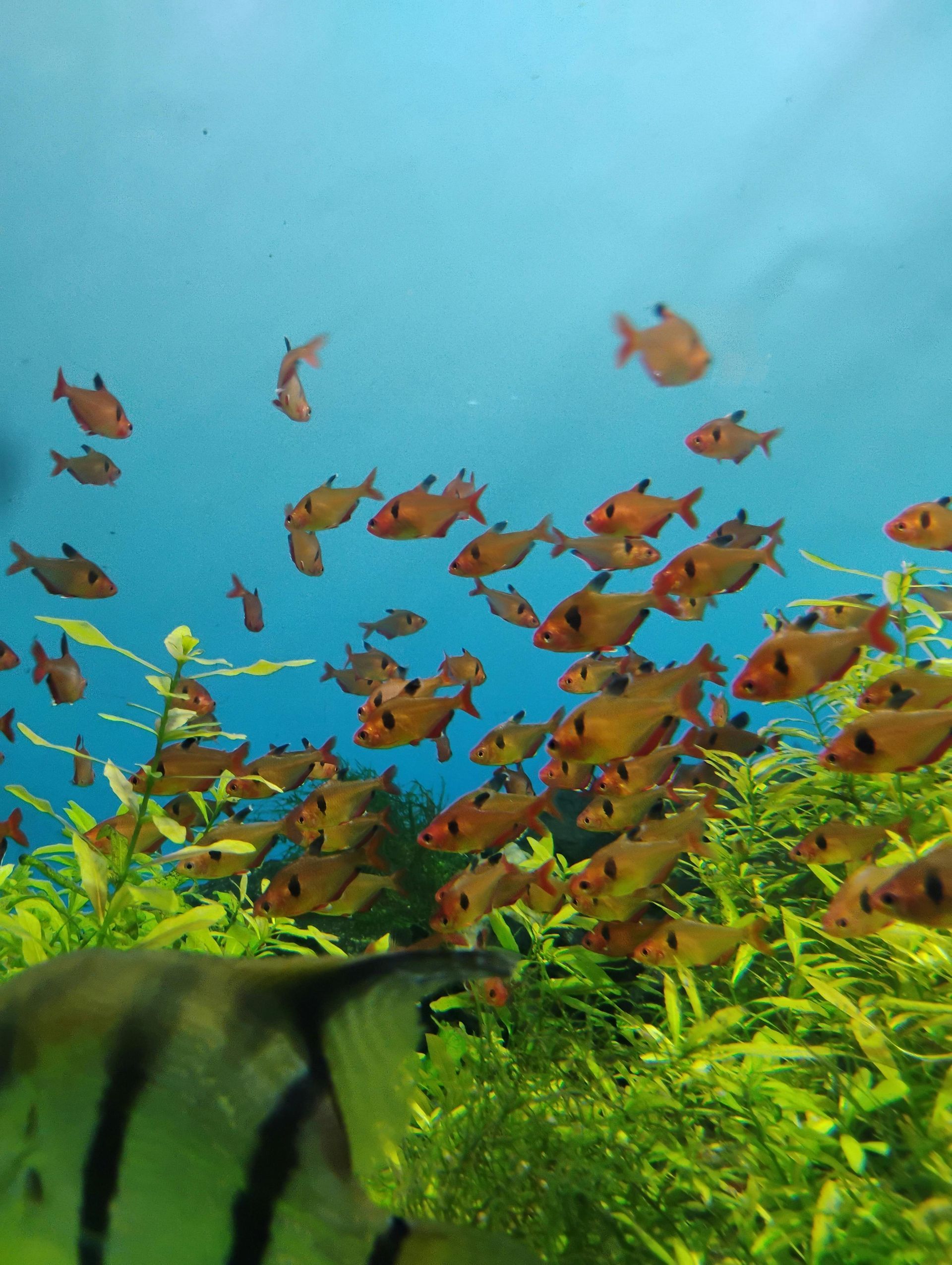 A large group of fish are swimming in a tank.