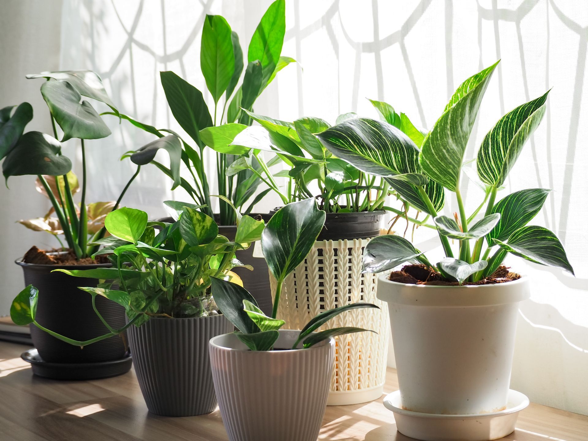 A group of potted plants are sitting on a table in front of a window.