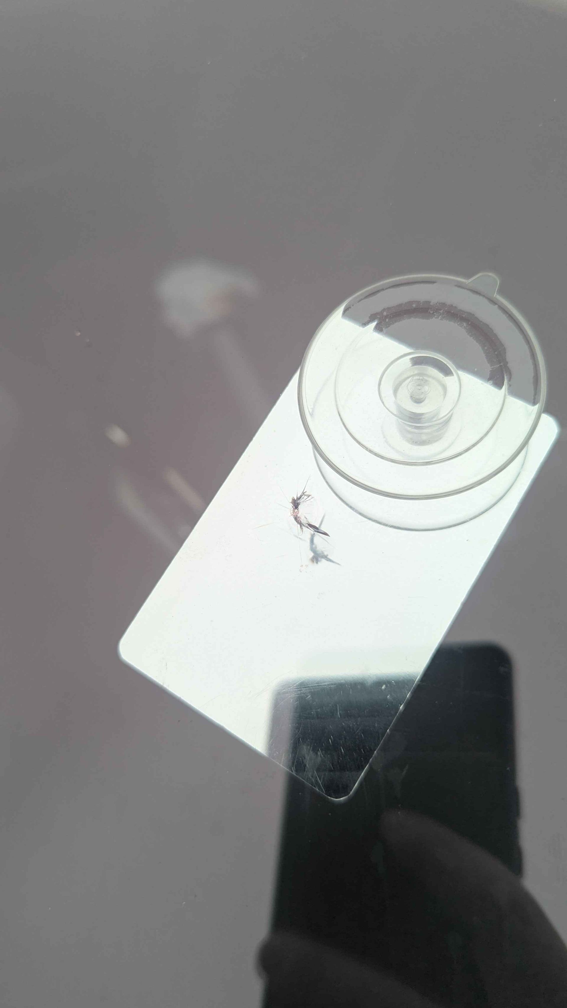 White rectangle card with a suction cup, attached to a surface. Handwritten inscription visible on the card.