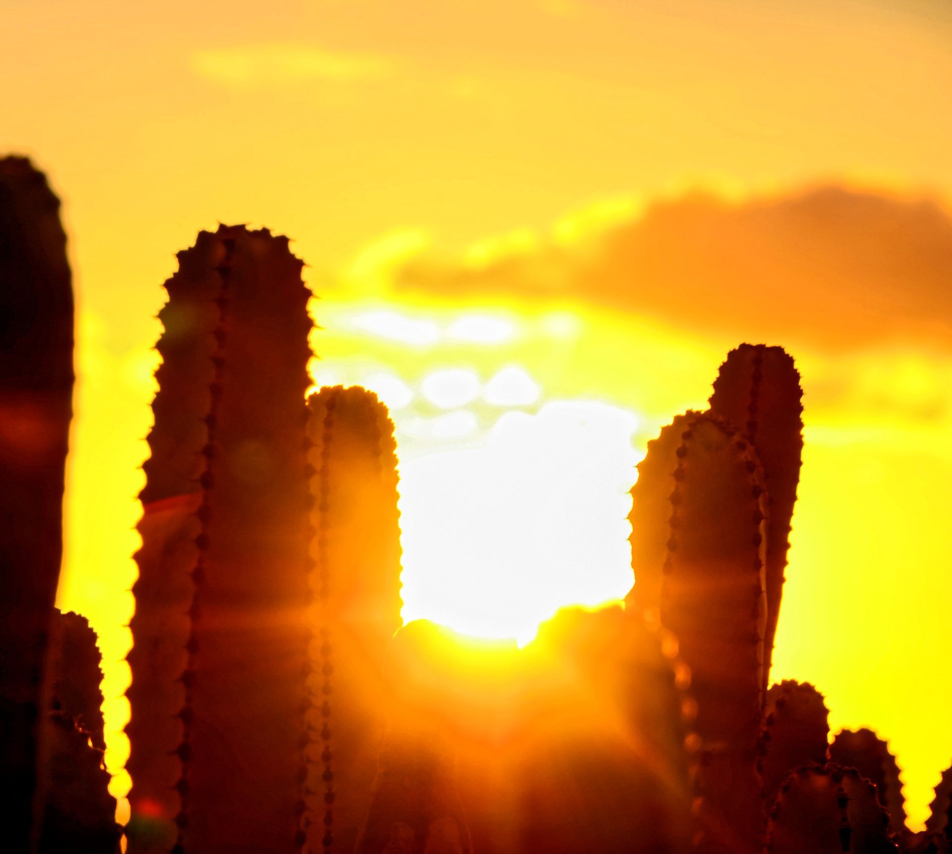 Calm sunset behind a cactus.