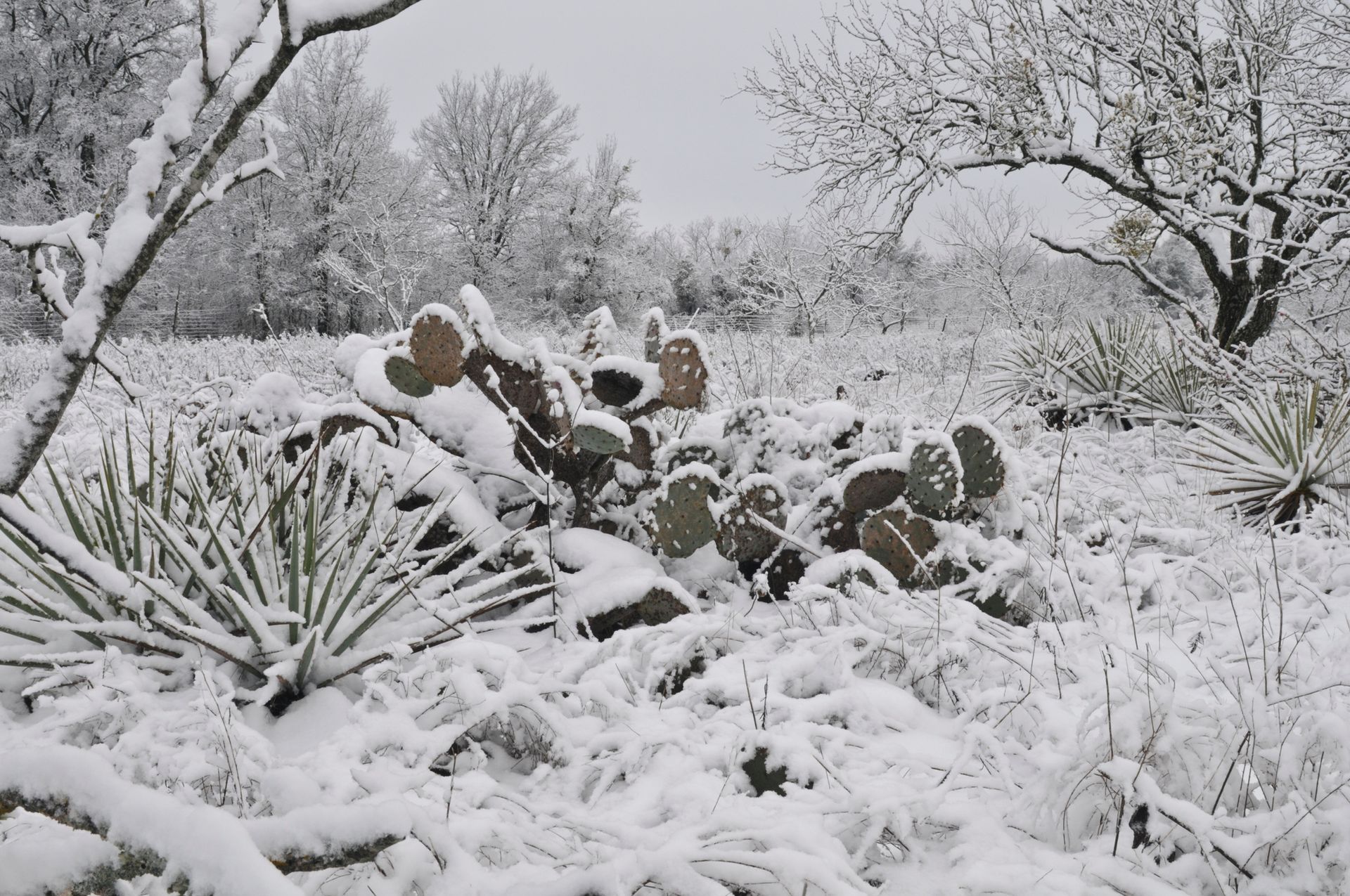 Snow covered outside of North Texas home after a sudden cold snap.