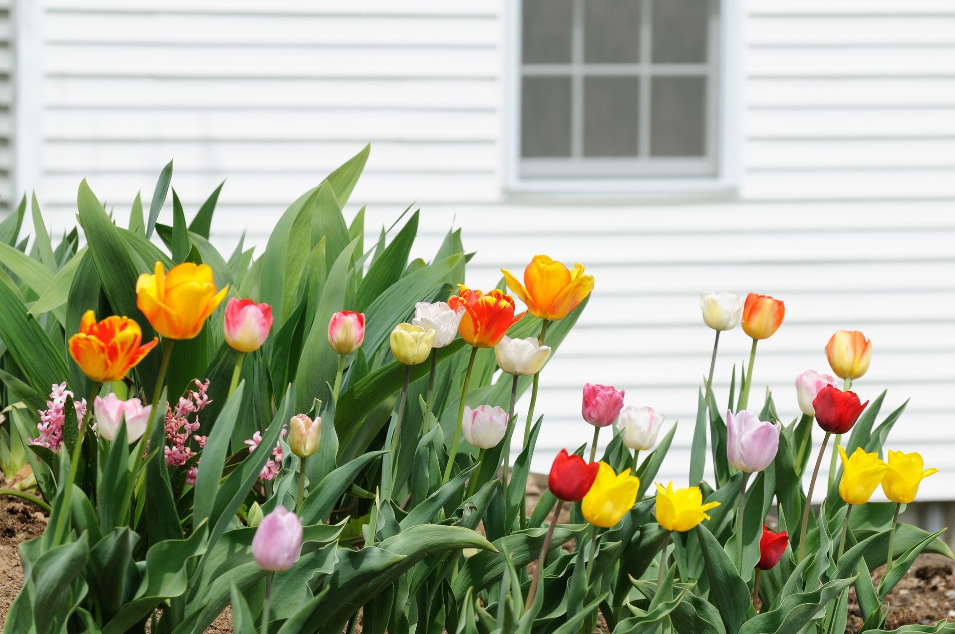 Tulips by a house in spring in Collin County.