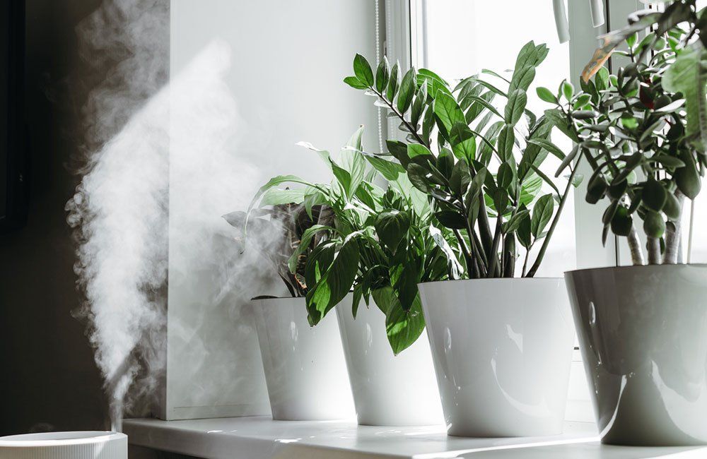 Humidifier misting on indoor potted plants near a window.