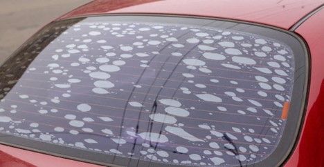 The back window of a red car is covered in white spots.