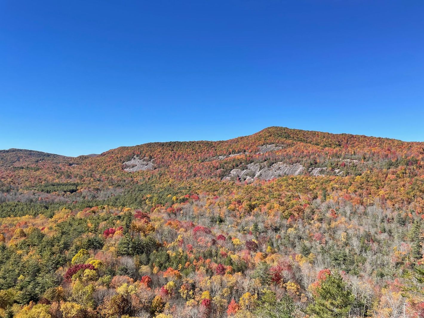 A view of Fall Colored Leaves in Nantahala National Forest, near Brevard North Carolina.