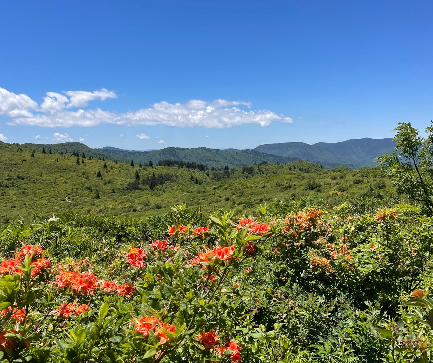 A view from Tennent Mountain in the Summer in off of the Blue Ridge Parkway in Pisgah National Forest.
