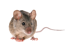 mice exterminators Willmar, MN
