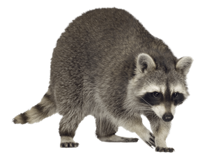 raccoon removal MN