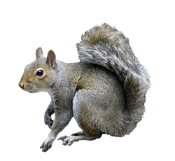 squirrel extermination services