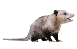 Opossum removal