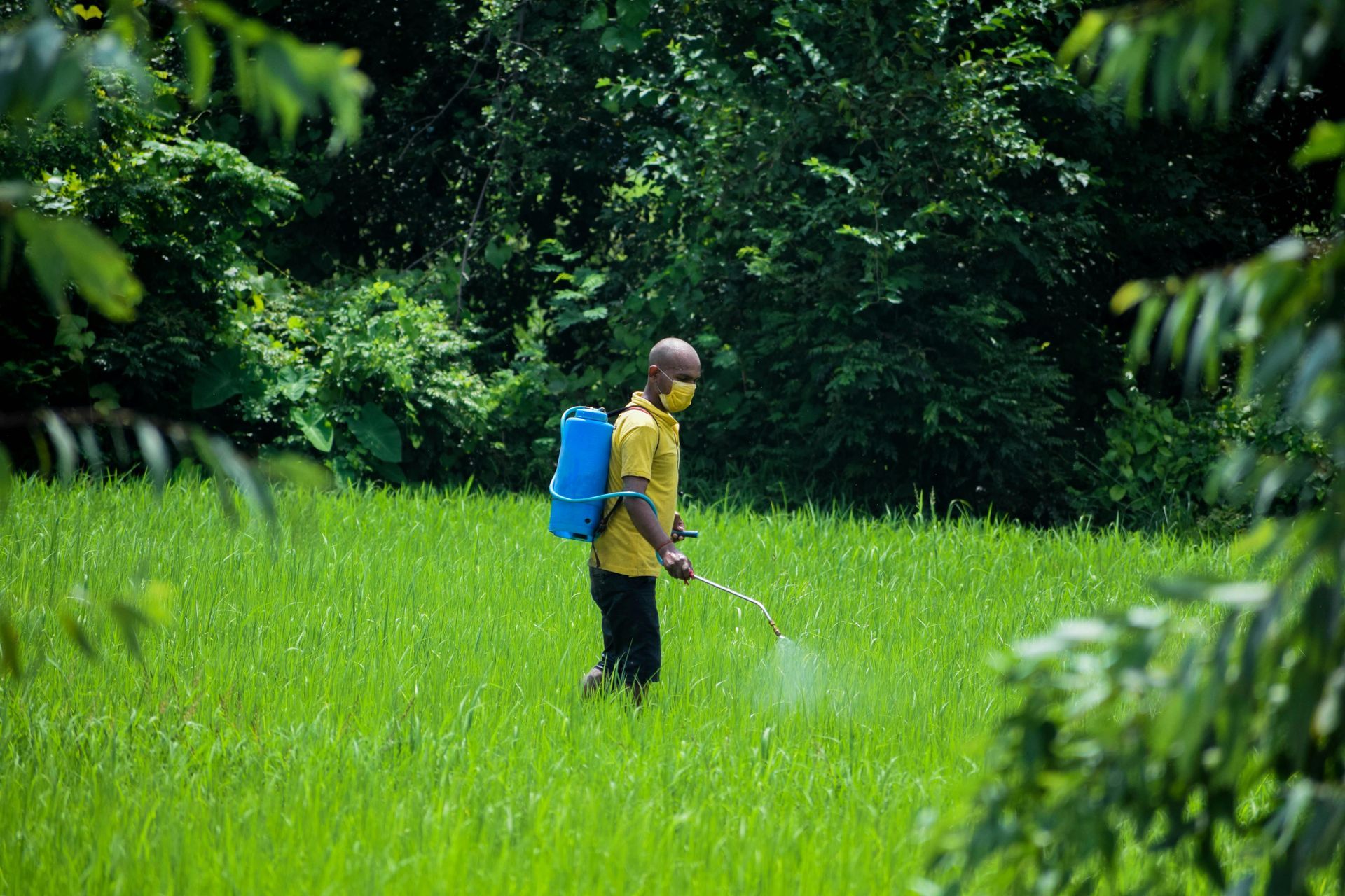 A man is spraying fertilizer on a lush green field.