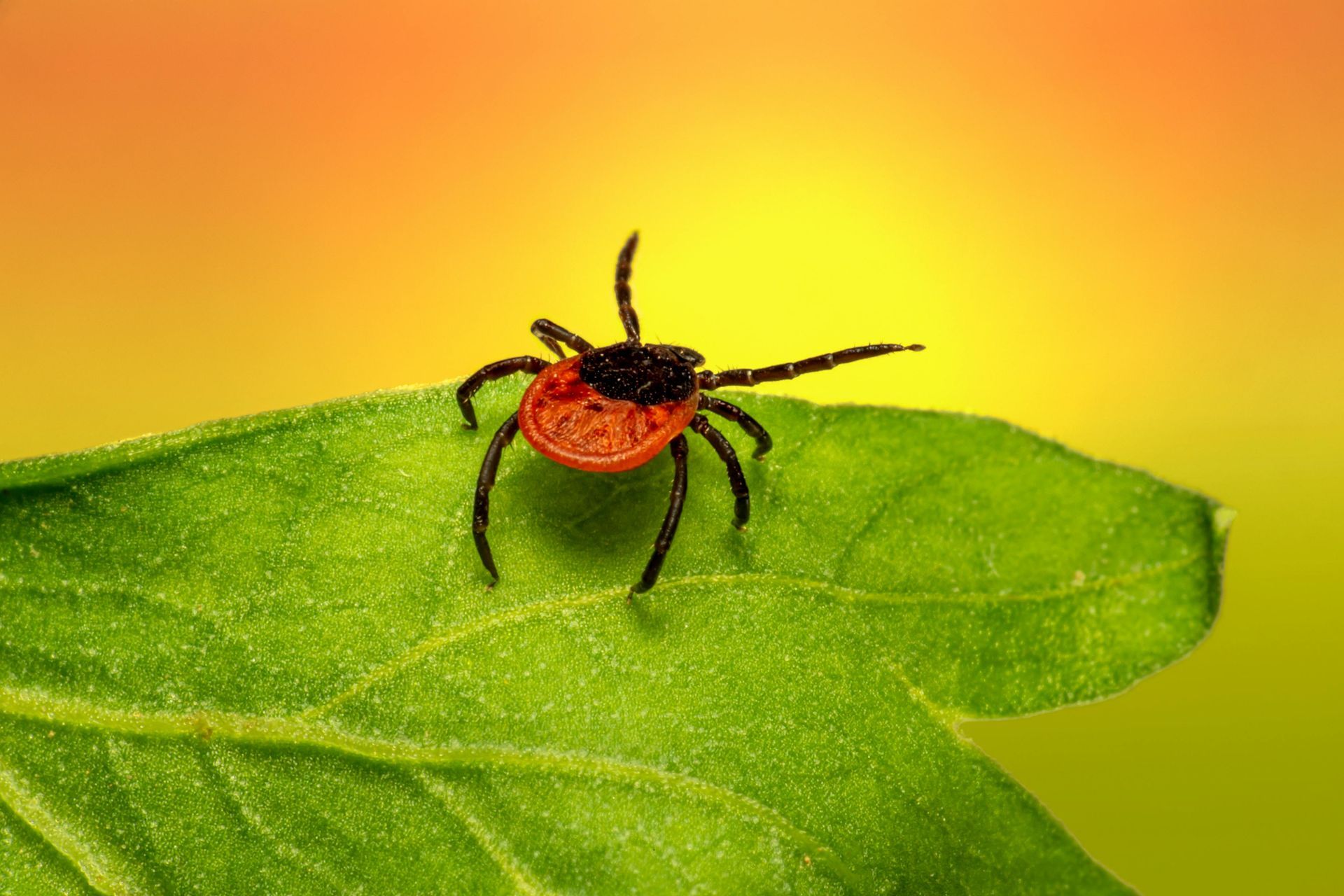 A tick is sitting on top of a green leaf.