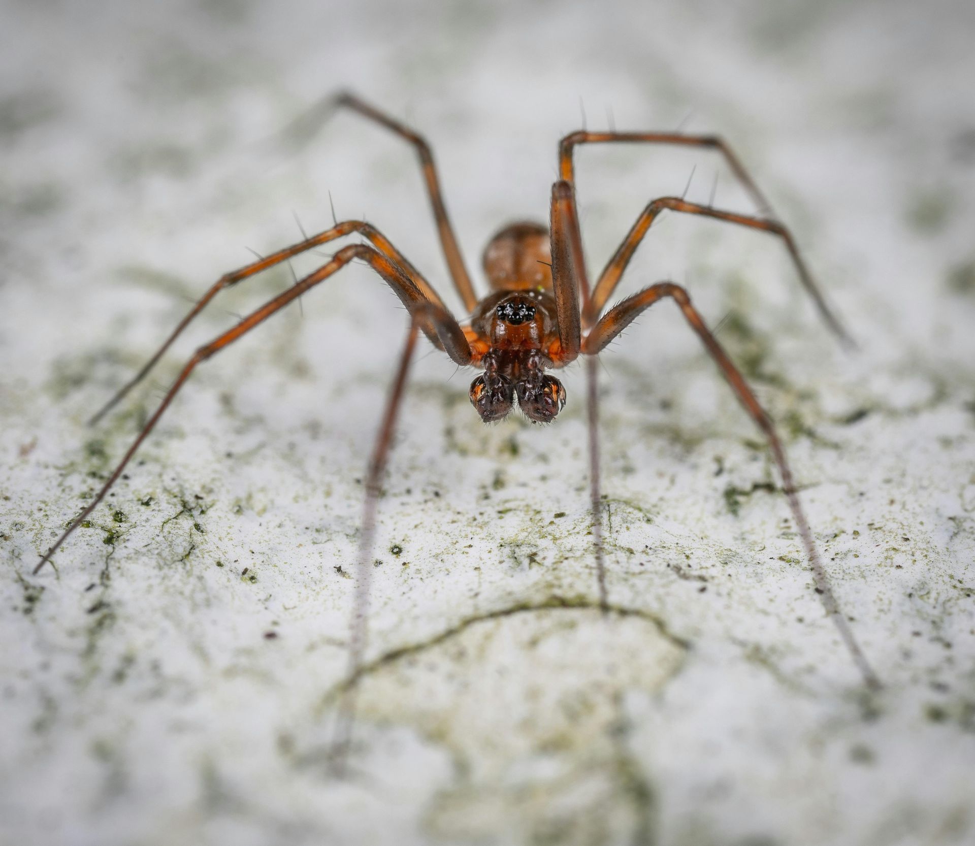 A close up of a spider on a white surface.