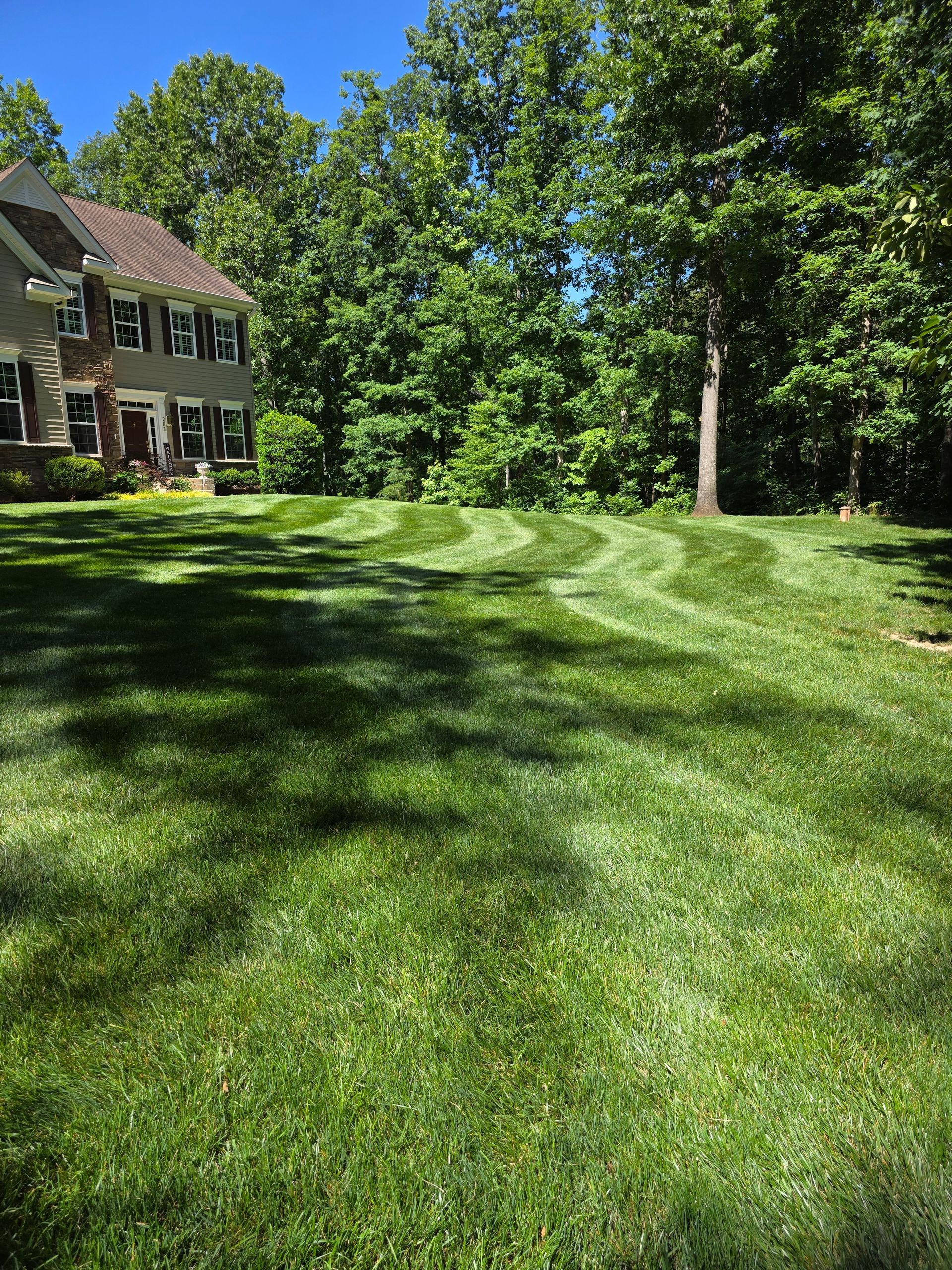 Sunny grassy park with mowing lines, tall green trees, and a blue sky