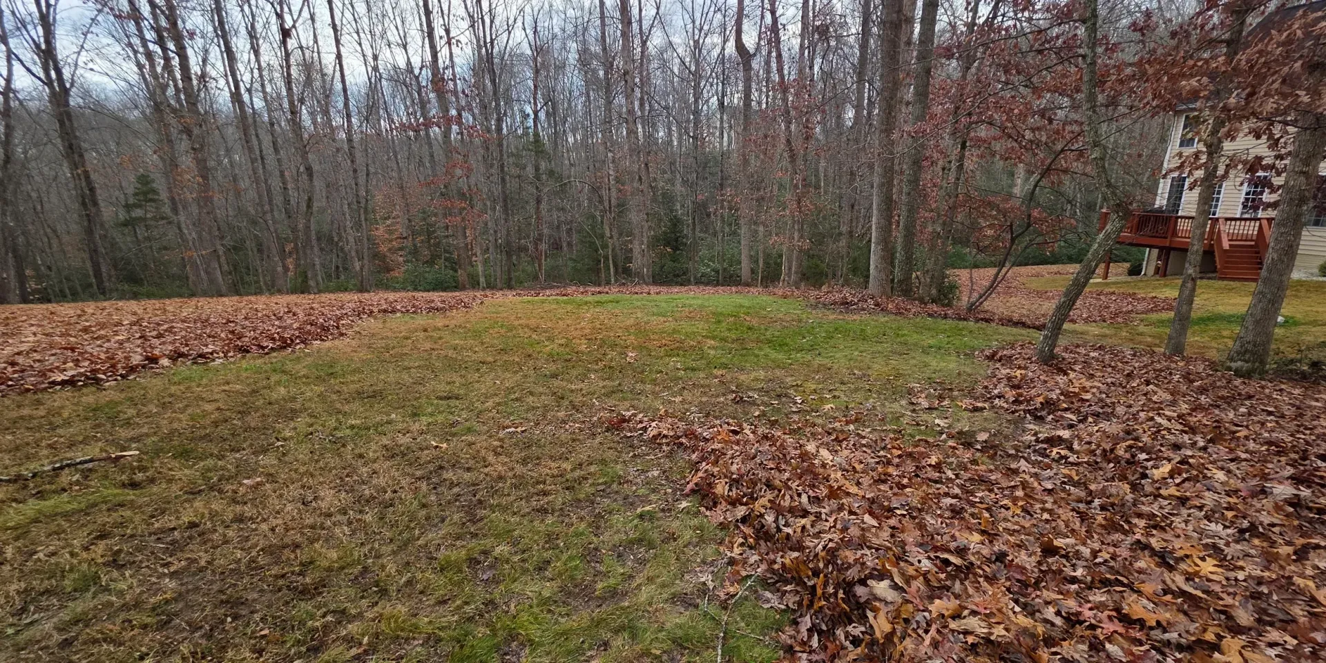 Leaf-covered yard with a grassy center, bare trees, and a house in the background