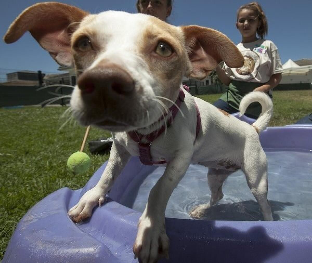 Puppy Playing in Pool and with tennis ball