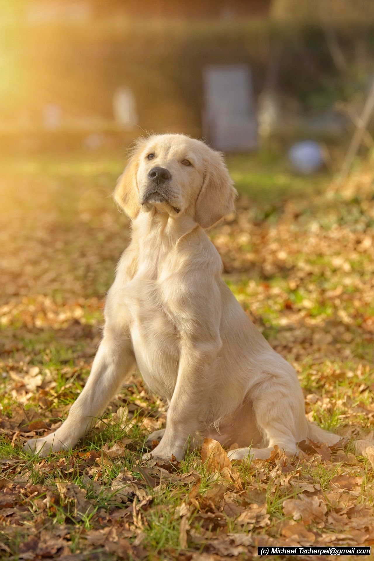 Golden Retriever Welpe