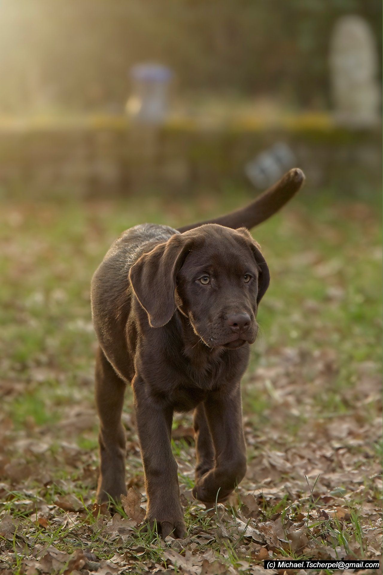 Labrador Welpe
