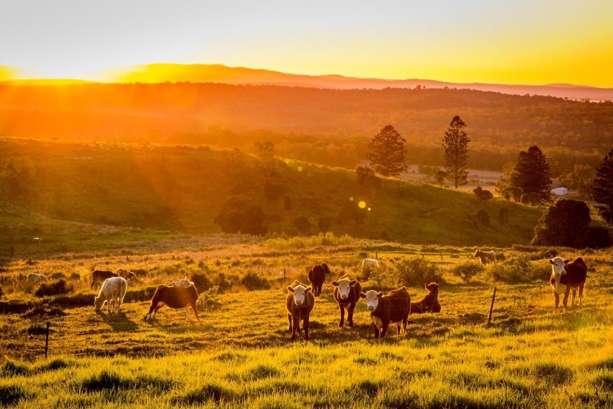 A Herd Of Cows Grazing In A Field At Sunset — X-Terminate Pest Control In Mary Valley, QLD