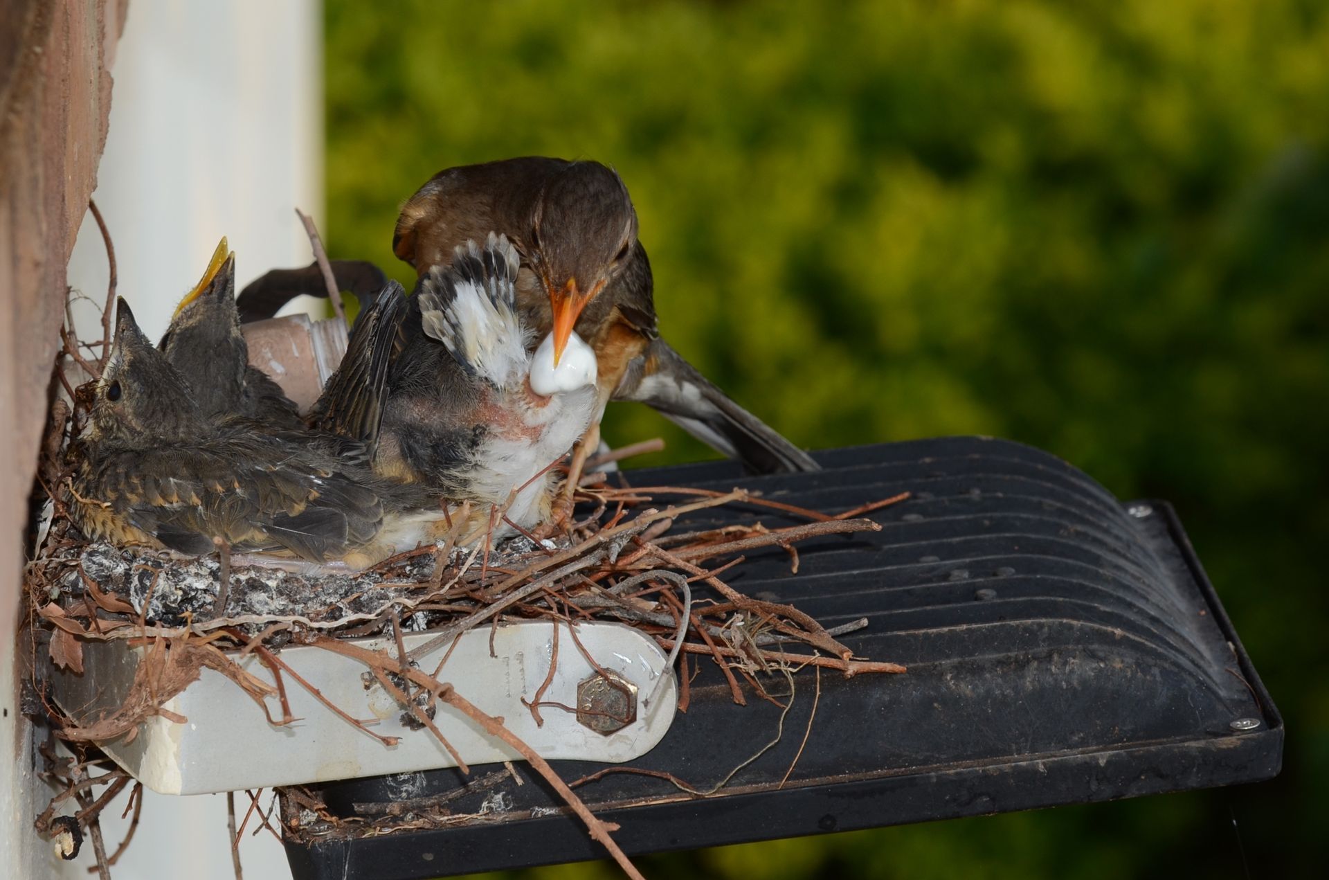 A Bird Is Sitting In A Nest On Top Of A Light — X-Terminate Pest Control In Imbil, QLD