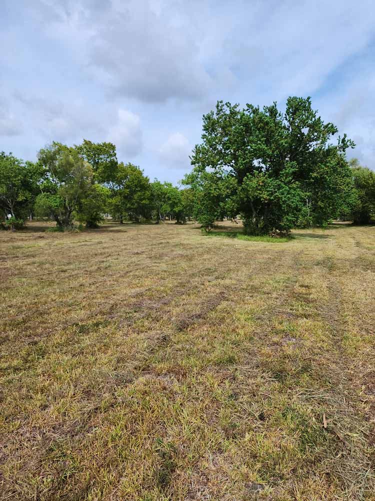 A field of dry grass with trees in the background.