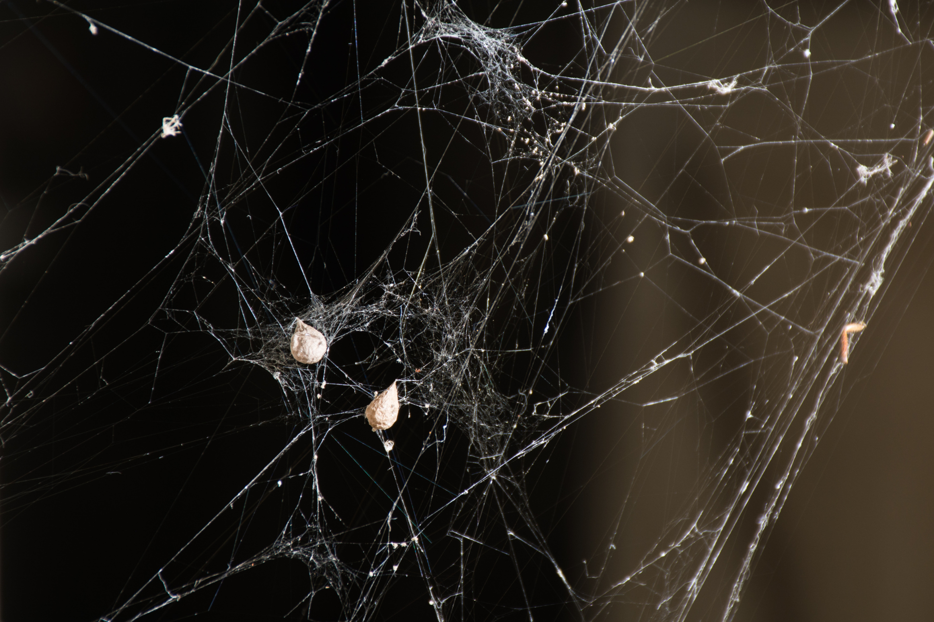 A close up of a spider web on a black background