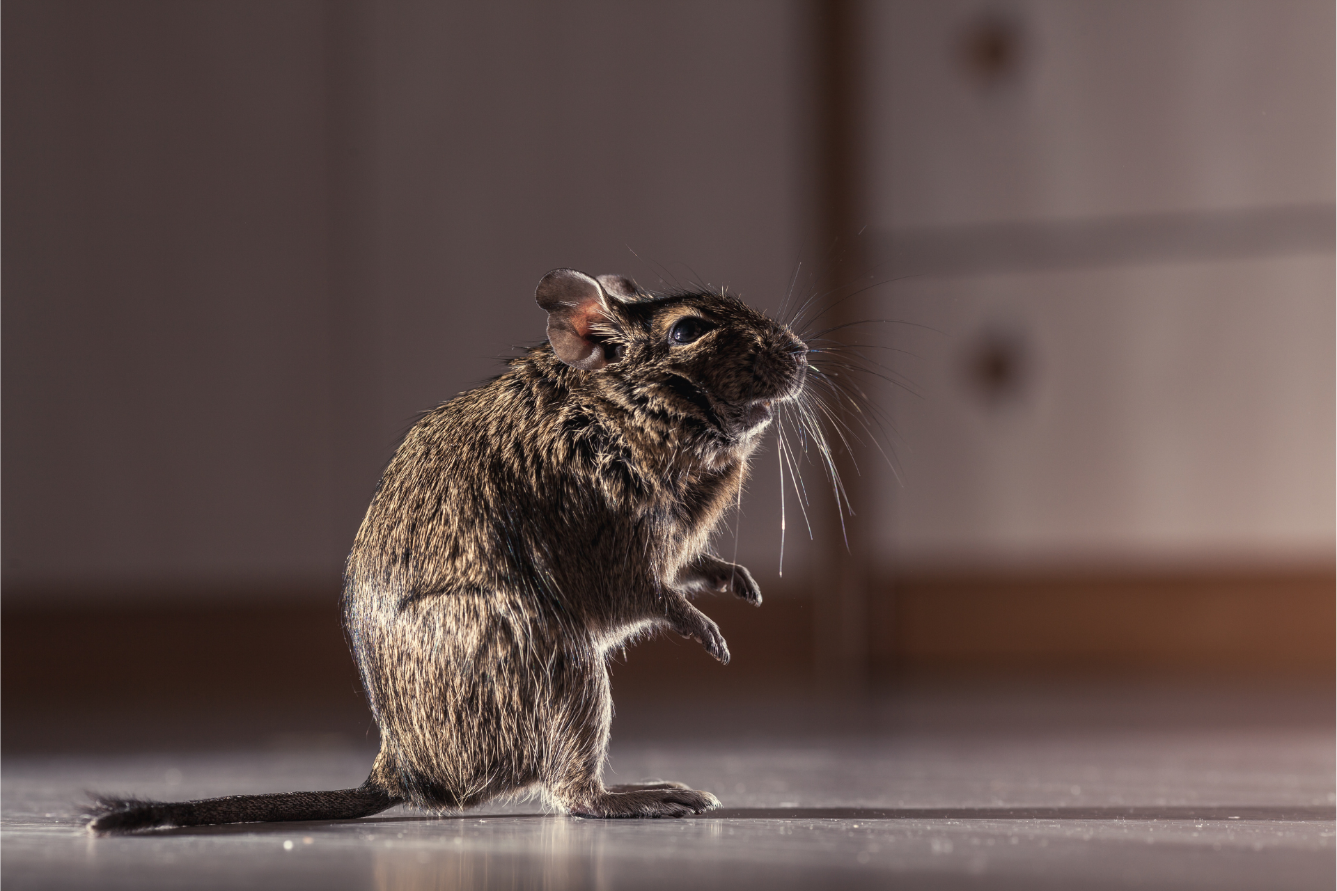 A small mouse is standing on its hind legs on the floor in a dark room.