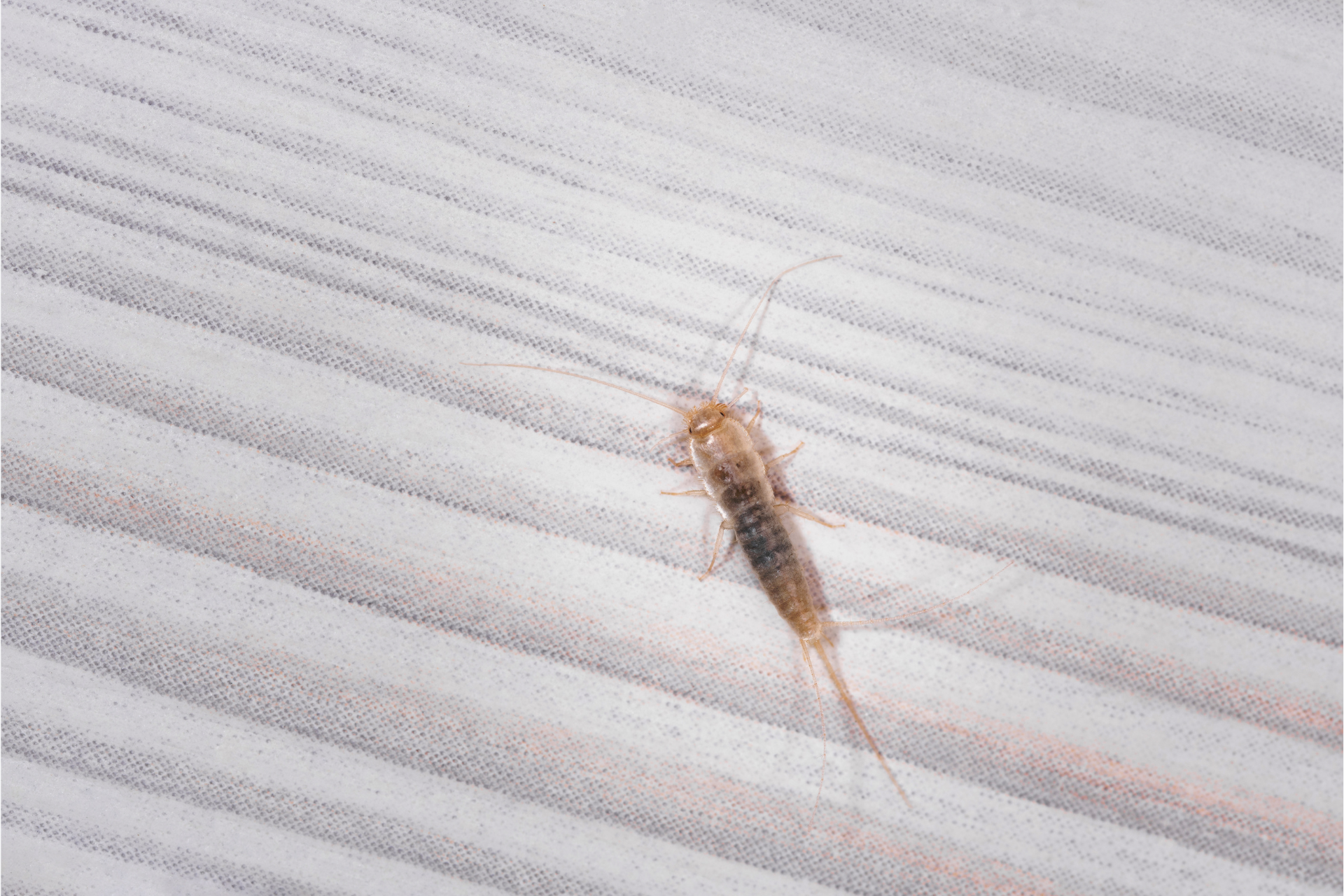 A small fish is sitting on a white surface.