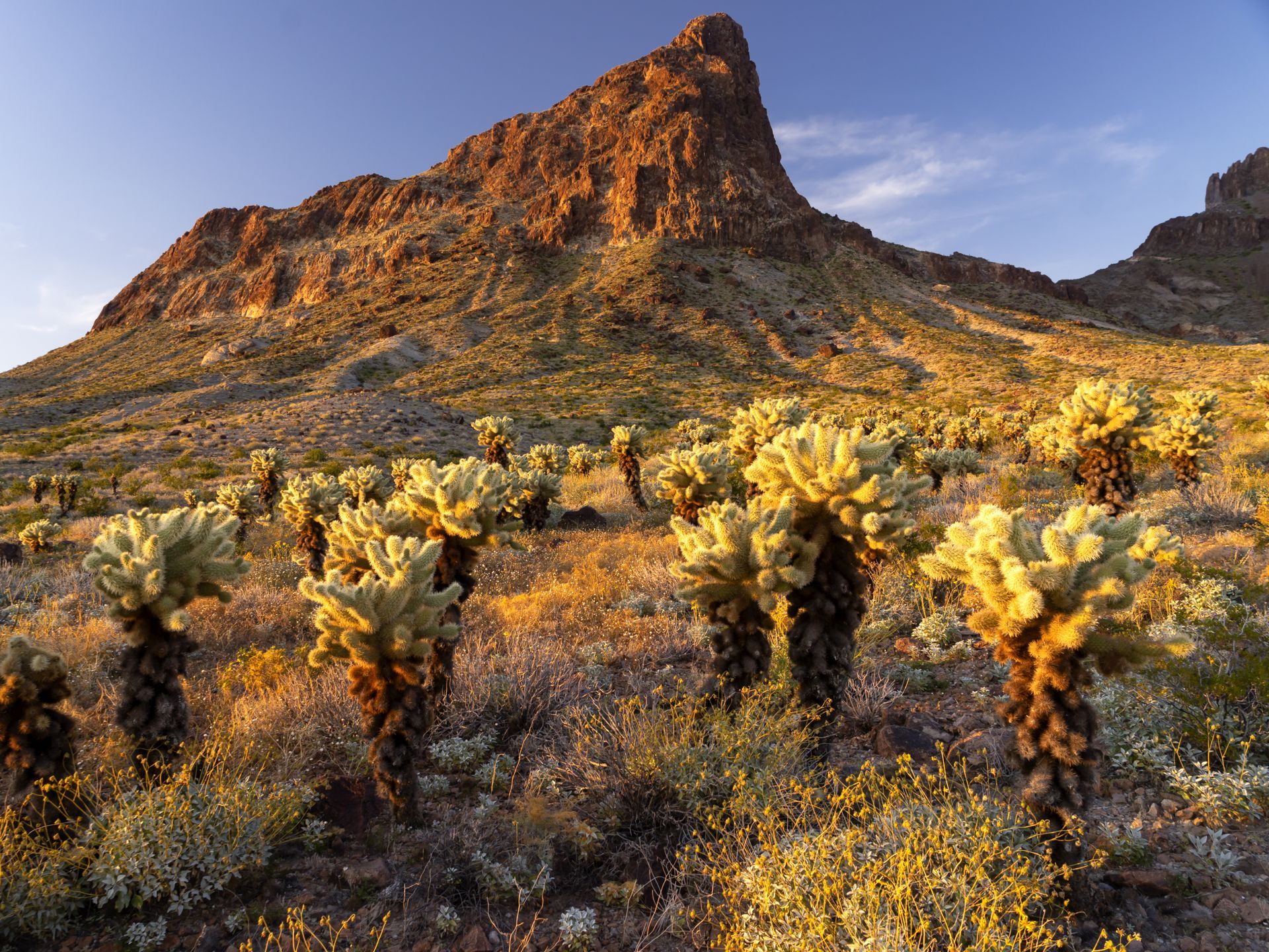 A desert landscape with cactus and mountains in the background