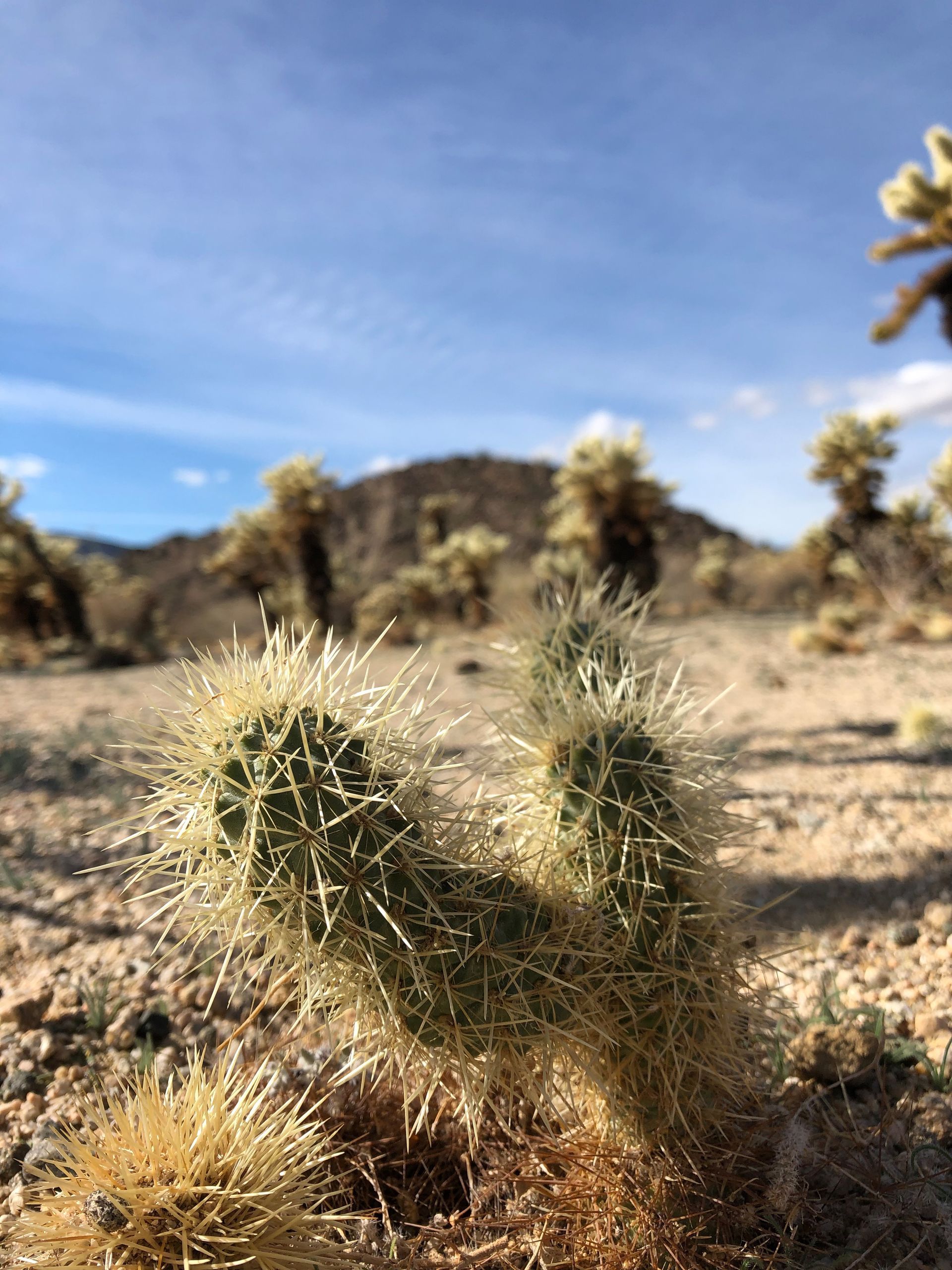 A close up of a cactus in the desert with mountains in the background.