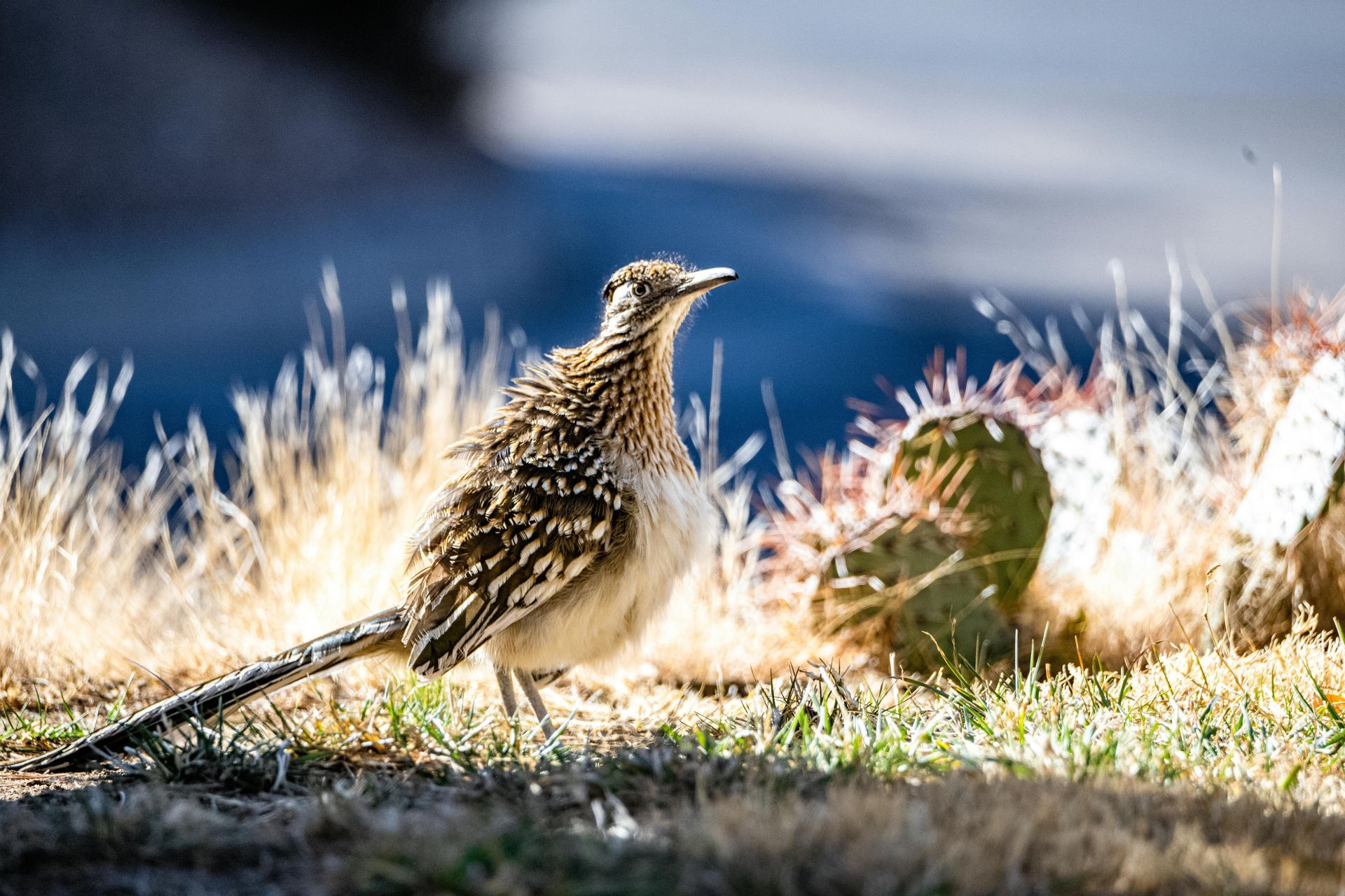 A small bird is standing in the grass near a rock.