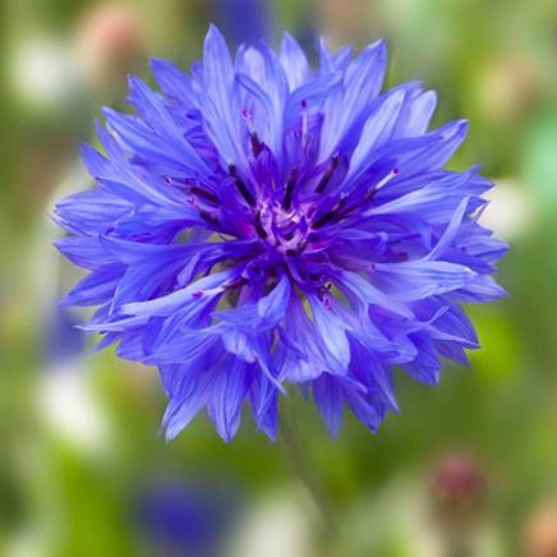 矢車菊舒緩花水純露