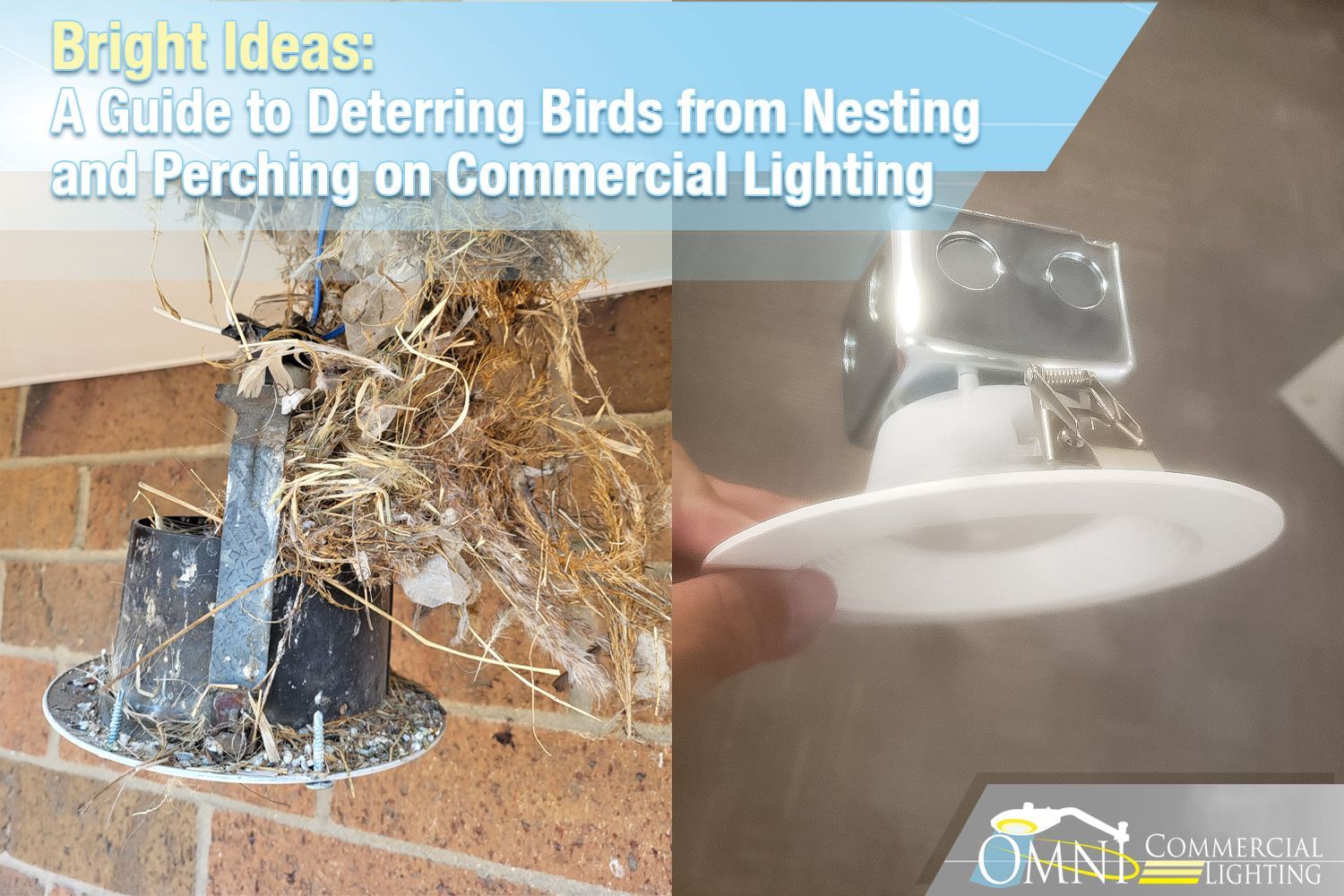A guide to deterring birds from nesting and perching on commercial lighting
