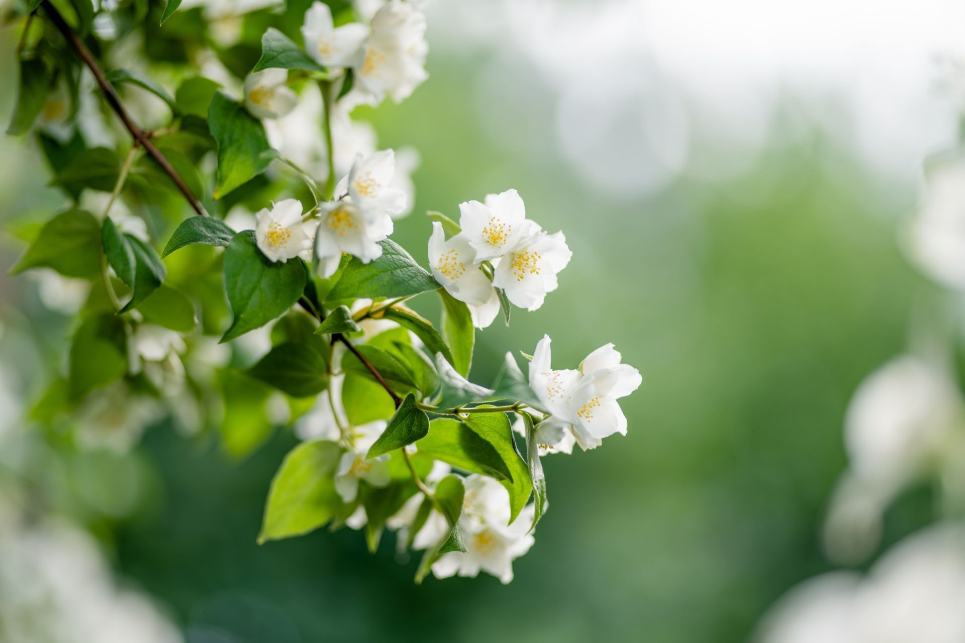 White blossoms and green leaves on a flowering branch against a soft blurred background