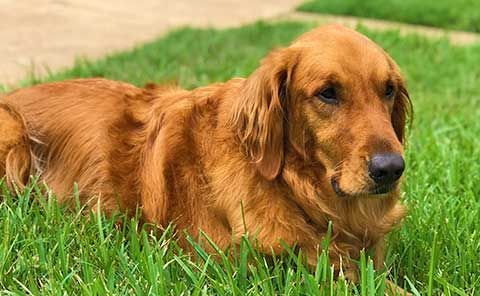 A brown dog is laying in the grass and looking at the camera.