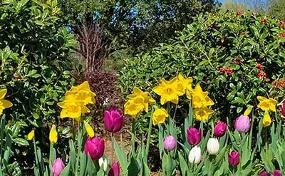 There are many different types of flowers in this garden.