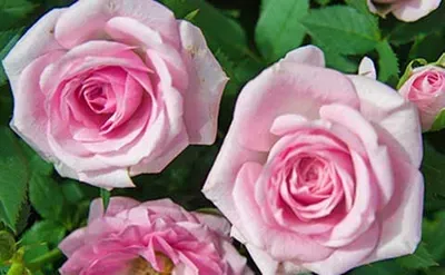 A close up of two pink roses surrounded by green leaves.