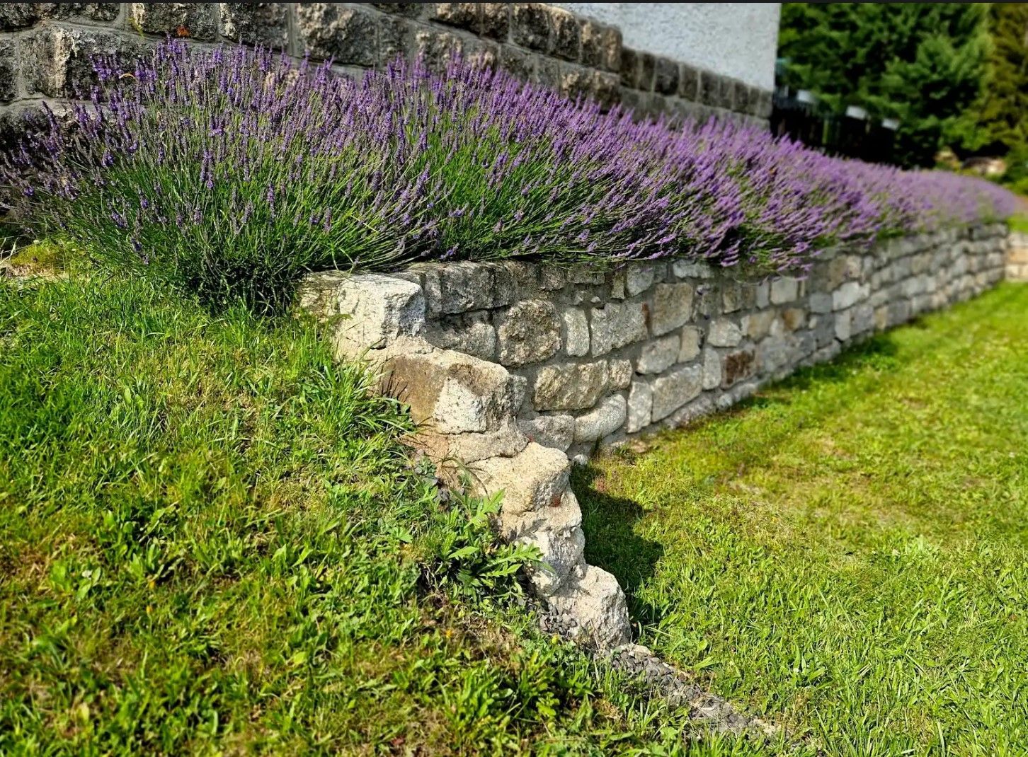 A stone wall with purple flowers growing on it.