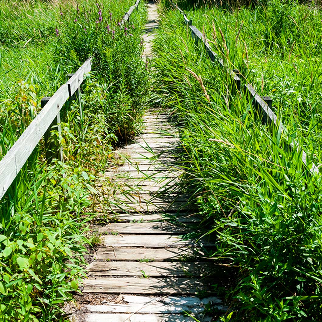 Long wooden boardwalk receding in perspective through overgrown grassy marsh.