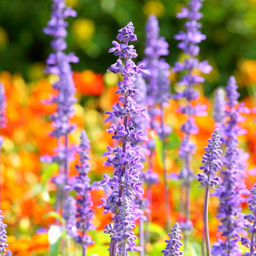 Sapporo Odori Flower
