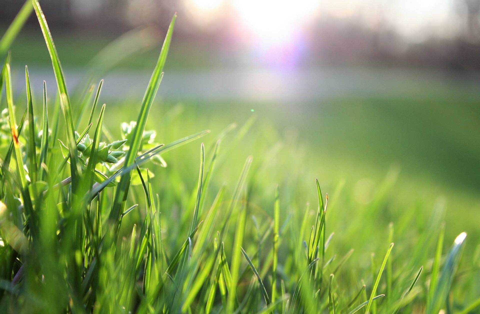 Close up lush green grass outdoors on sunny day, closeup