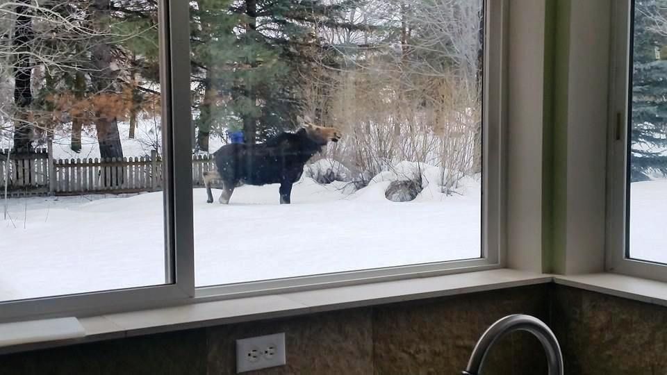 A moose is standing in the snow behind a kitchen window.
