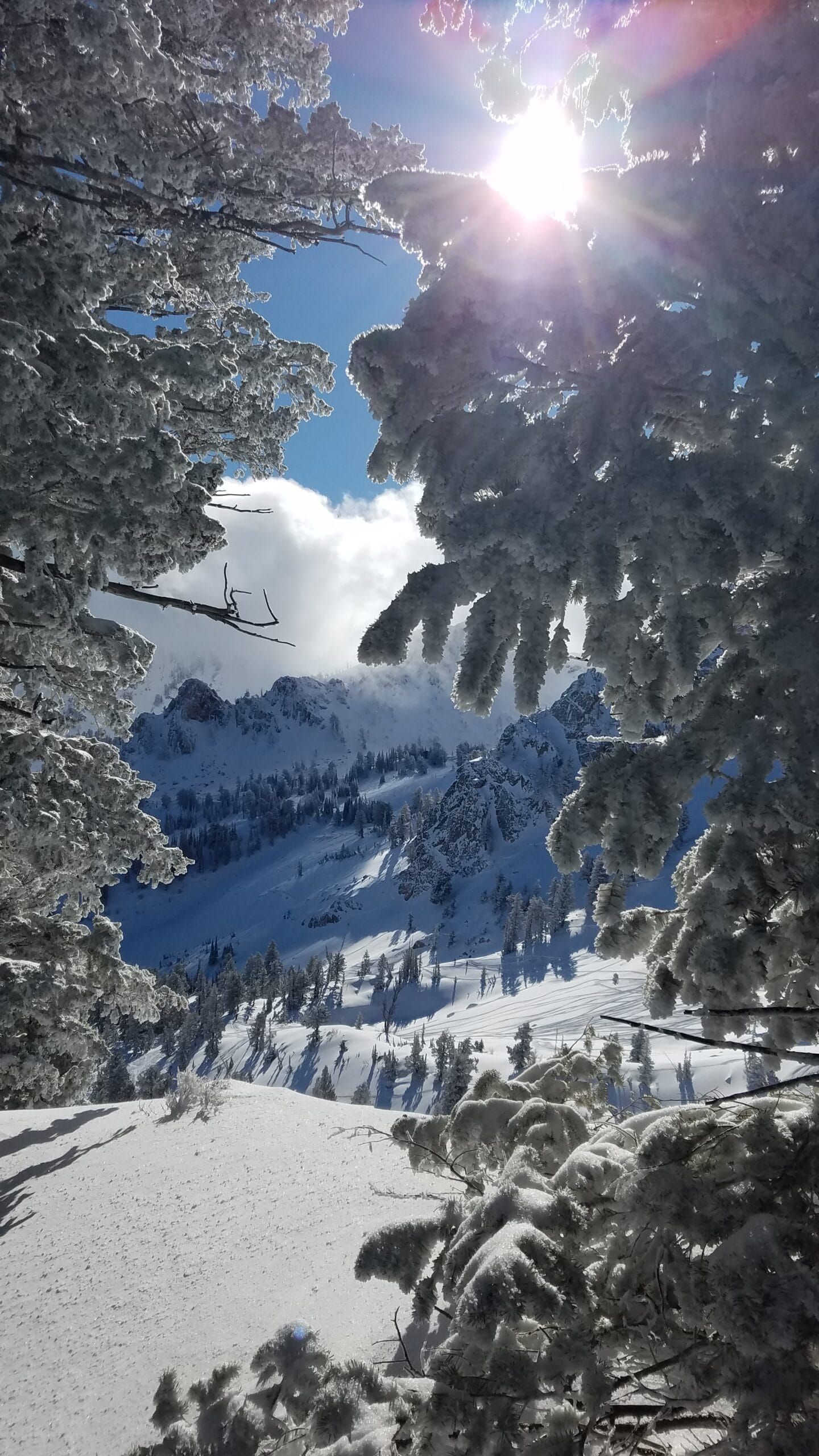 The sun is shining through the trees on a snowy mountain