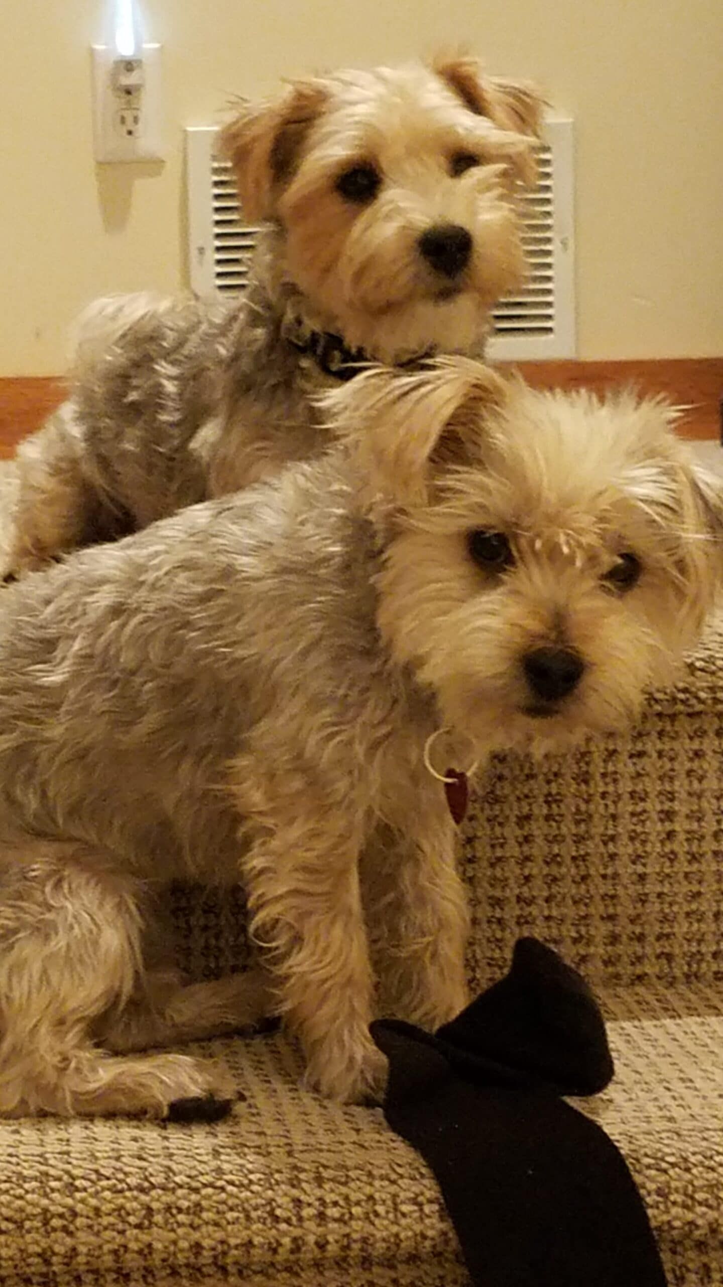 Two small dogs are sitting on a couch next to a black cat.