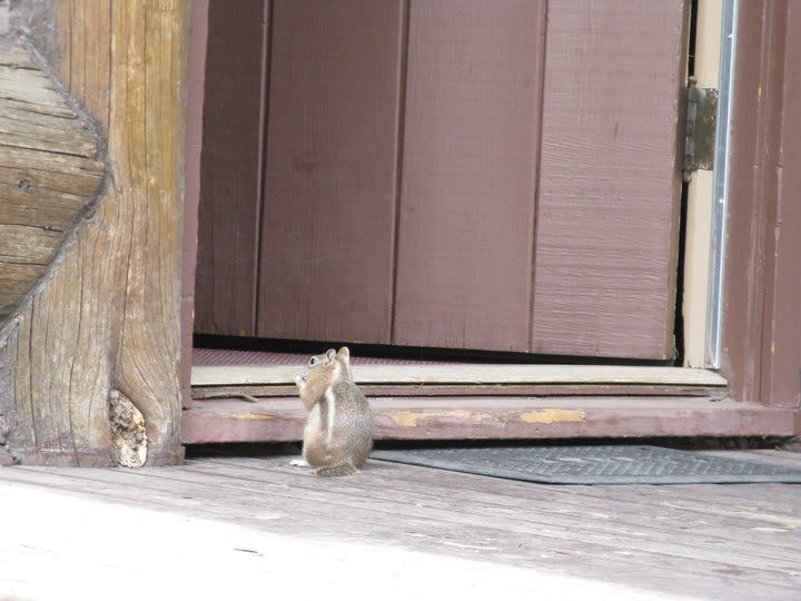 A chipmunk is standing in front of a door.