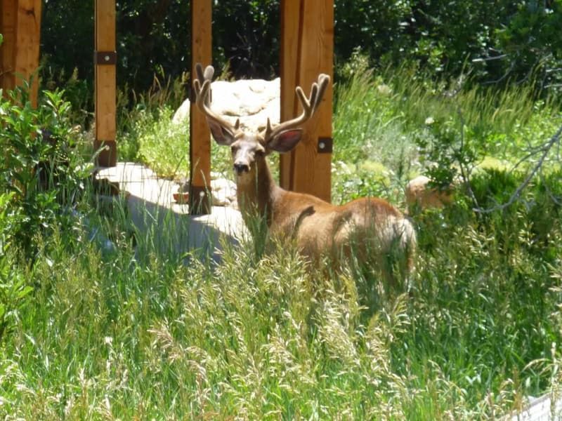 A deer is standing in the grass in front of a wooden structure.
